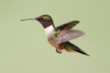 Fototapeta na wymiar Ruby-throated Hummingbird (archilochus colubris)