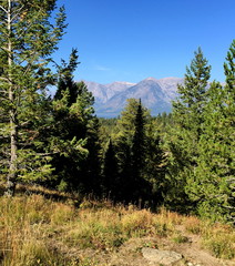 Tetons through the trees