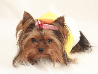 犬　ヨークシャーテリア