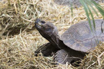 Image of a turtle on the ground. (Geochelone sulcata) Reptile.