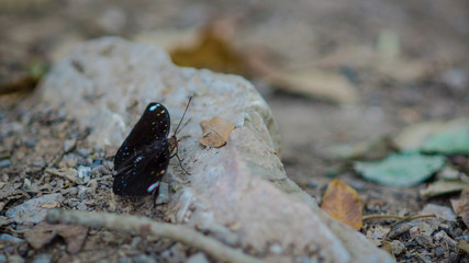 Black butterfly on the stone floor