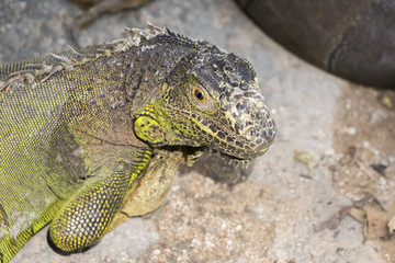 Obraz premium Image of a iguana on nature background. Wild animals.