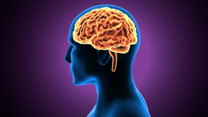 Obraz premium 3d illustration human body brain