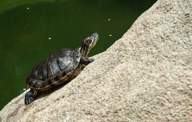 Green turtle sunbathing on a rock in Hong Kong Park