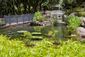 Fototapeta na wymiar Fish pond in Hong Kong Park, Central District, Hong Kong Island