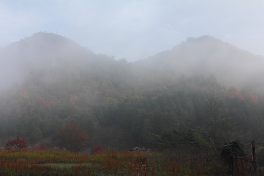 Fototapeta 霧の山