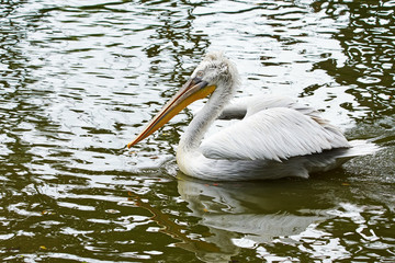 Close-up picture of Dalmatian pelican (Pelecanus crispus) swimming in the lake with a contrast water background