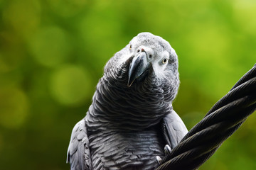 Close-up of African grey parrot (Psittacus erithacus) turning his head over green nature background. Selective focus