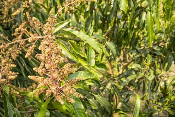 mango and flowers on tree in garden