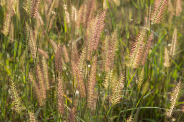 grass field flower of garden landscape in nature background
