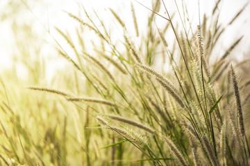 grass field flower of garden landscape in nature background