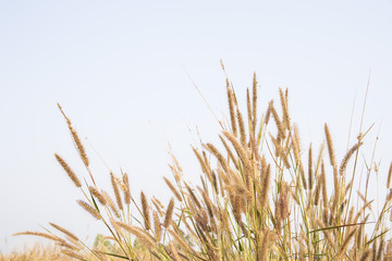 grass field flower of garden landscape in nature background