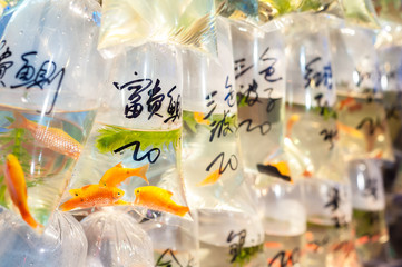 Tropical fish for sale at Hong Kong's Tung Choi Street goldfish market, Mong Kok, Hong Kong