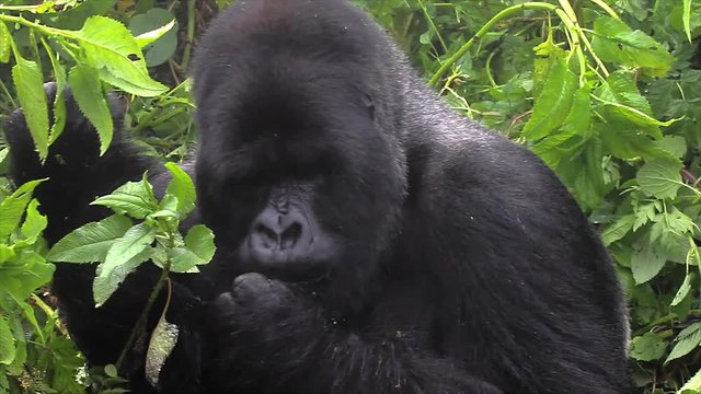 The Critically Endangered Mountain Gorilla. The dominant silverback of the Susa Group (Kurira) is seen here grooming and feeding (Virunga Mountains, Rwanda). The Susa Group was studied by Dian Fossey.