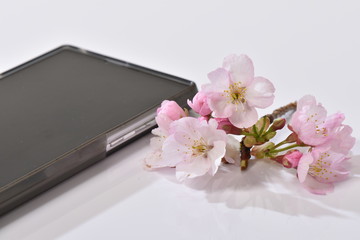 桜とスマートフォン