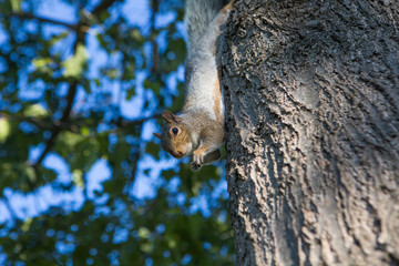 A squirrel on a tree