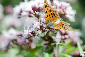 Obraz premium キタテハ 黄色のきれいな超