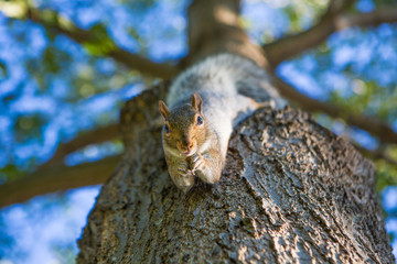 A squirrel on a tree