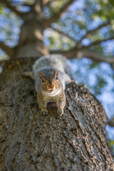 A squirrel on a tree