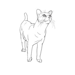 Obraz premium Adorable cat curious staring something