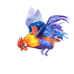 Obraz premium hand painted watercolor of flying bantam on white