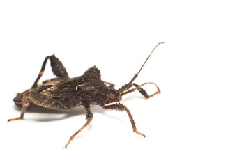 Leaf-footed bug, Coreidae.