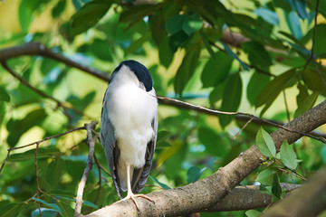 Sleeping Black-crowned Night-heron (nycticorax nycticorax) sitting on a branch and hiding head. 