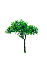 tree on white background