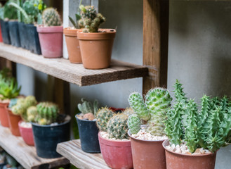 cactus in garden