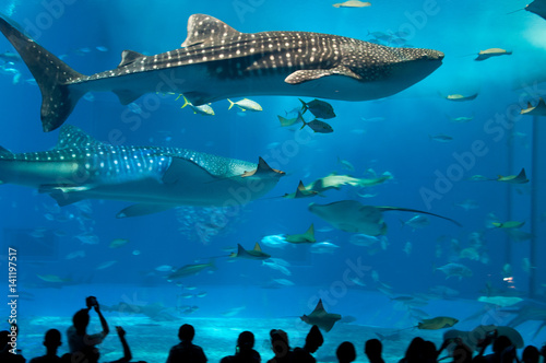 ユニークジンベエザメ イラスト アニメ画像について