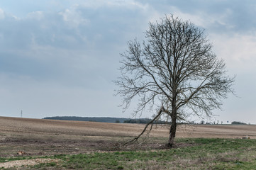 arbre isolé dans un champ