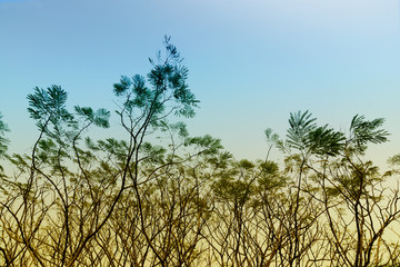 Leafless tree branches in winter season