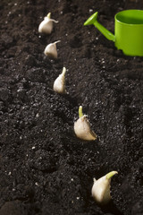 Garlic is planted in the ground