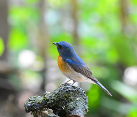 beautiful blue bird, Chinese Blue Flycatcher bird (Cyornis glaucicomans) sitting on the log