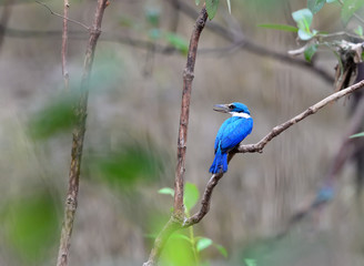 Blue Bird Collared Kingfisher (Todiramphus chloris) on a branch, in nature