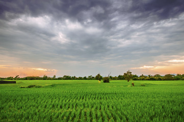 Fototapeta na wymiar Rice fields at evening in Dark Sky