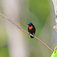 Copper-throated Sunbird, Male (Leptocoma calcostetha) on a branch