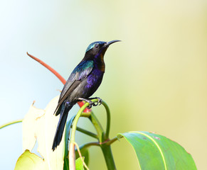 Copper-throated Sunbird, Male (Leptocoma calcostetha) on a branch
