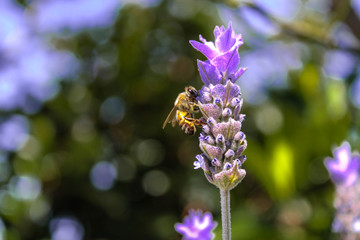 bee flower