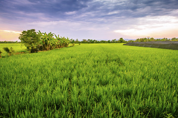 Fototapeta premium Rice fields at evening in Dark Sky