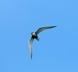 flying birds little gull in flight, Larus minutus