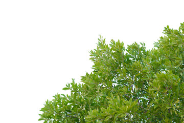 green leaves frame on white background