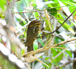 Colorful Frogmouth bird, Gould's Frogmouth standing on a branch, breast profile, taken in Thailand
