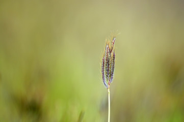 Abstract natural Isolated grass backgrounds