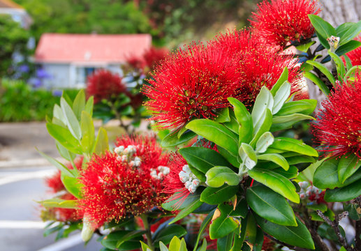 red pohutukawa flowers, location - Wellington, North Island, New Zealand