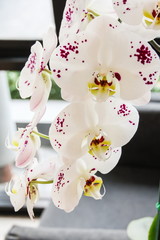White Phalaenopsis orchid, Thailand.