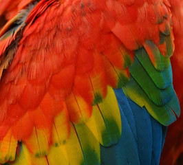 Fototapeta premium Scarlet Macaw feathers, colorful background texture
