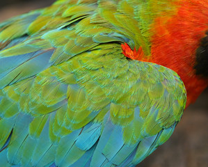 Obraz premium Scarlet Macaw feathers, colorful background texture