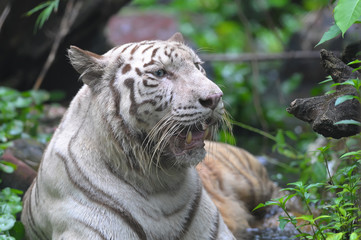 Face to face with white bengal tiger
