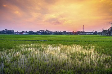 Fototapeta premium green rice field at Chiangmai Thailand